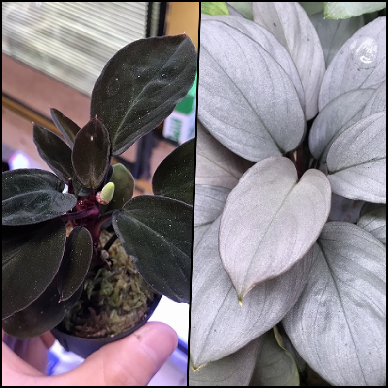 ホマロメナ 熱帯植物.com \\u2013 Homalomenaの人工授粉、交配、結実、実生 原種Homalomenaの交配記録173成功! 1鉢 ホマロメナ交配苗 Homalomena Rec33-10 K0319-f1 ホマロメナ 熱帯植物.com \\u2013 Homalomenaの人工授粉、交配、結実、実生 原種Homalomenaの交配記録173成功! 1鉢 ホマロメナ交配苗 Homalomena Rec33-10 K0319-f1